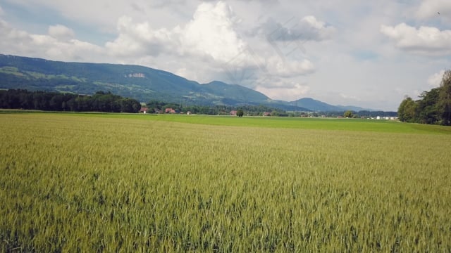 玉米地, 航班, 原野, 谷物, 自然, 农业, 粮食