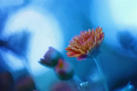 唯美鲜花高清图片 唯美鲜花高清图片