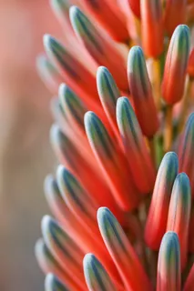 花, 植物, 投标, 美好的, 开花