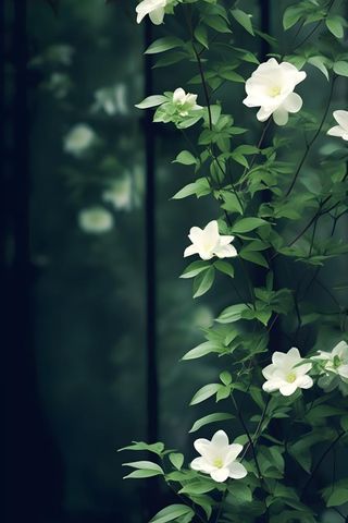 枝叶白色花朵典雅背景