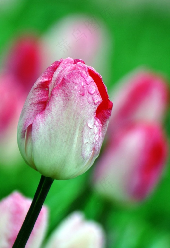 美丽带露珠郁金香花朵图片