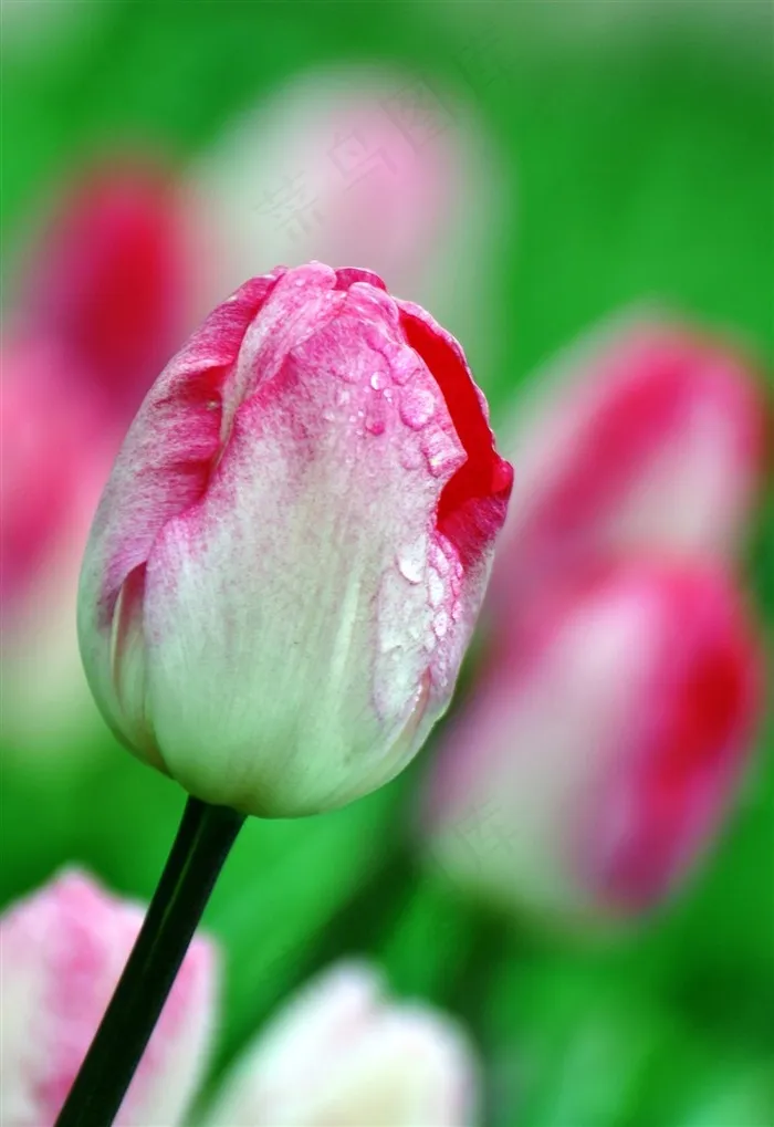 美丽带露珠郁金香花朵图片