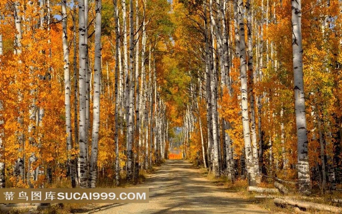 秋季白桦林中的小路