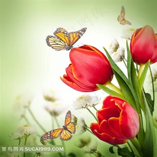 郁金香设计素材 郁金香设计素材