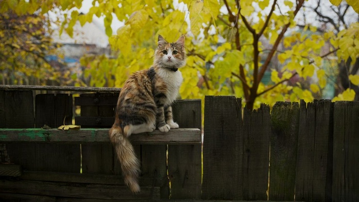 花园篱笆上的小猫