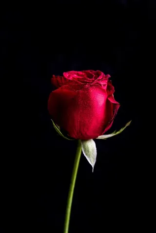 一枝独秀玫瑰花图片