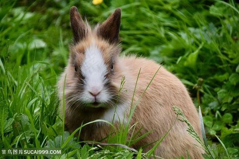 可爱短耳兔子