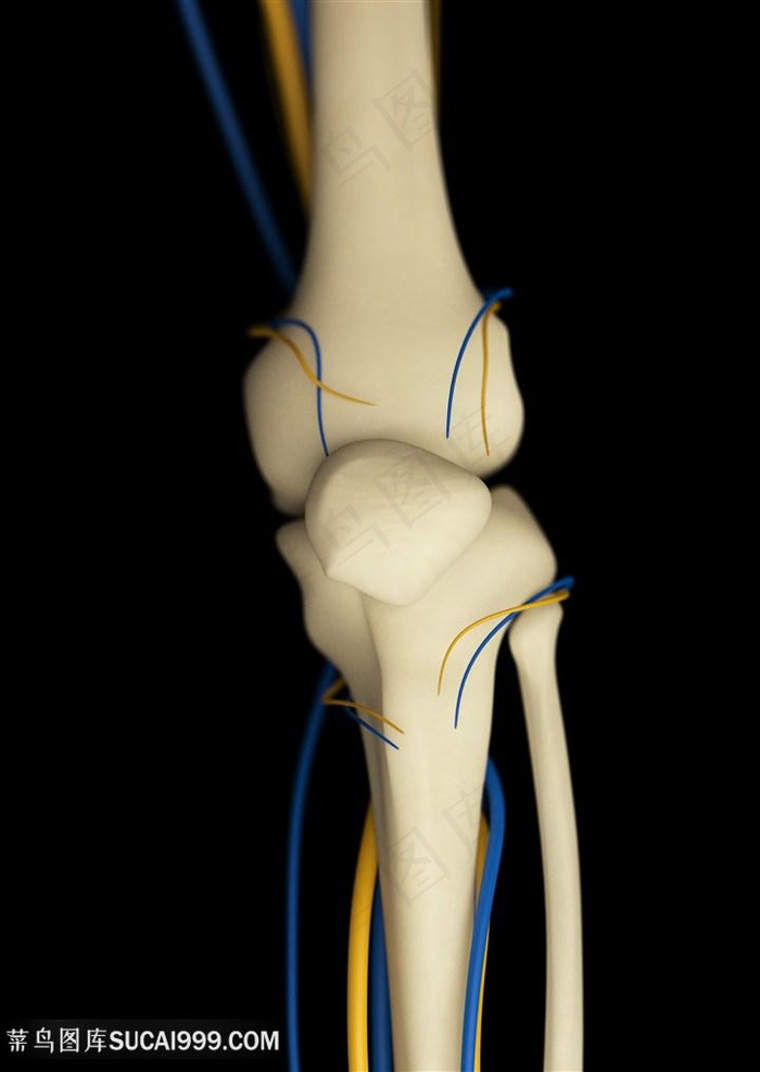 4K高清人体膝盖骨骼图片