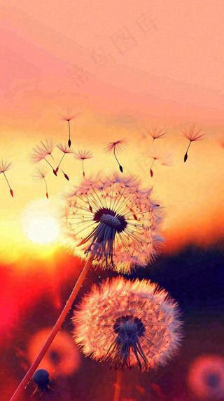 春天落日户外分散种子蒲公英夕阳晚霞摄影图