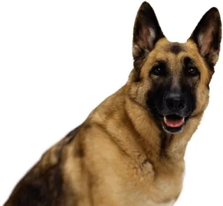 德国牧羊犬 PNG免抠