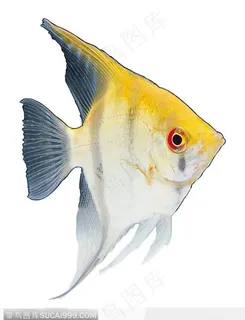 三角形热带鱼标本