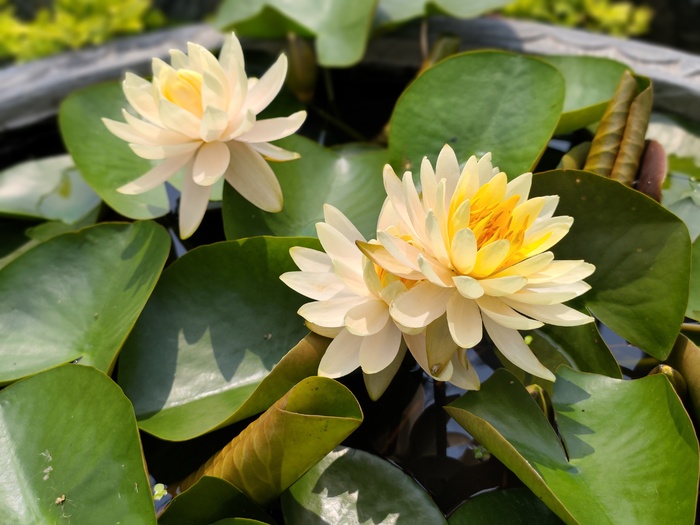 粉白睡莲花卉特写
