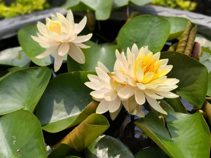 粉白睡莲花卉特写 粉白睡莲花卉特写