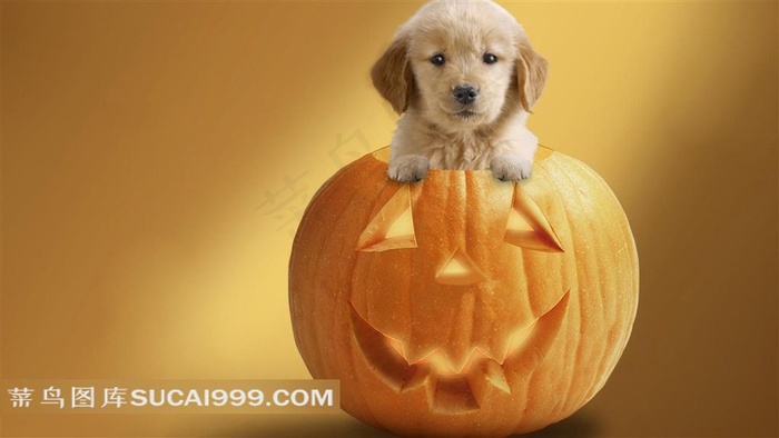 万圣节南瓜灯上的狗狗