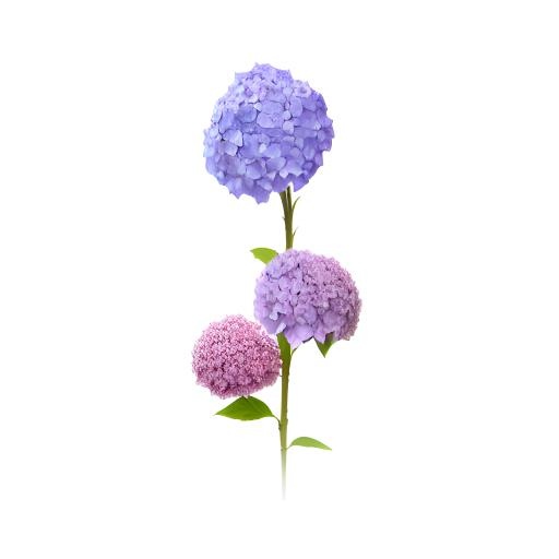 花绣球免抠(2048x2048)