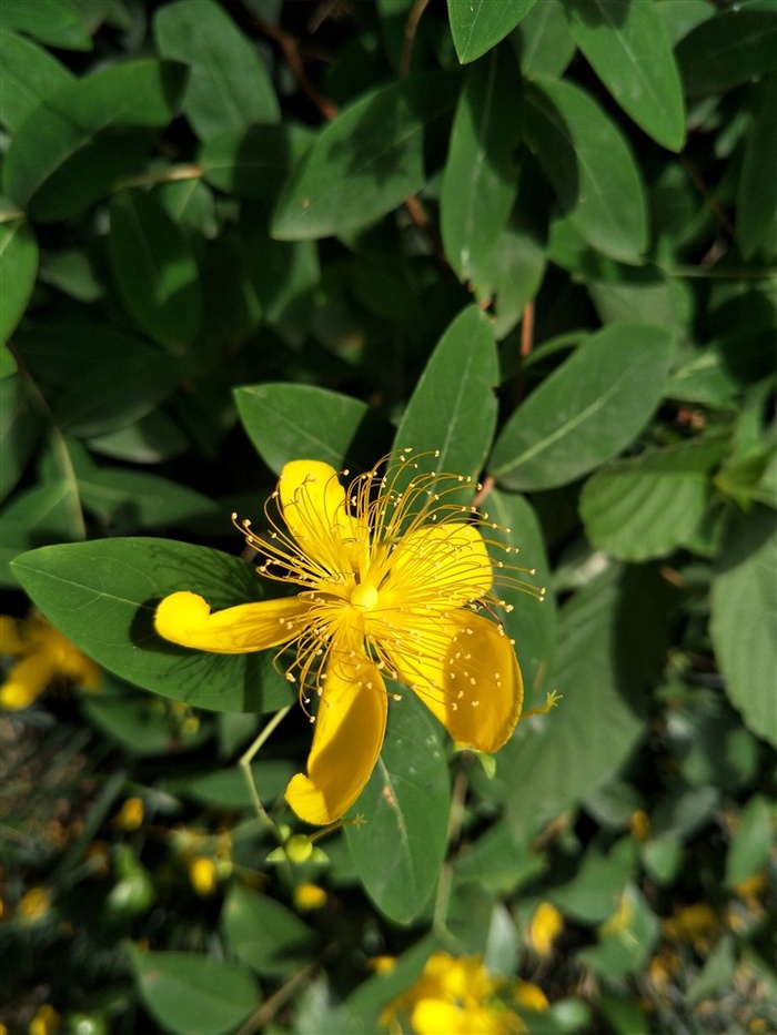 金丝桃花朵高清图