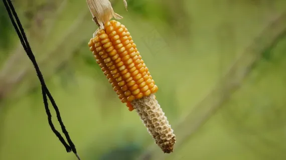 一根玉米棒图片 一根玉米棒图片