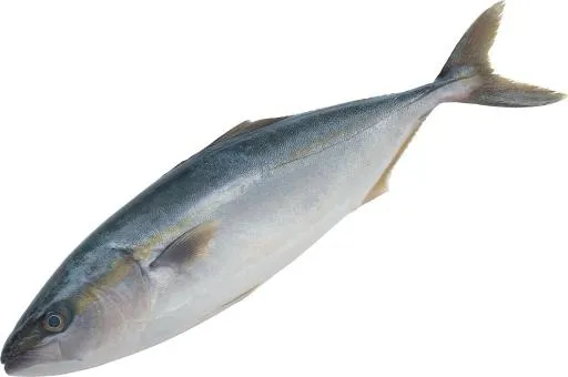 鱼 PNG免抠(2176x1446)