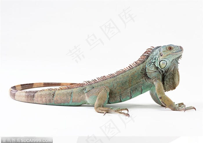 动物表情特写-变色龙侧面