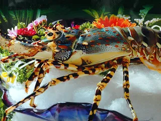 XCS064大龙虾刺参拼