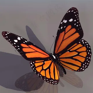 超清野生昆虫蝴蝶