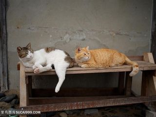 躺茶几上的肥猫咪图片