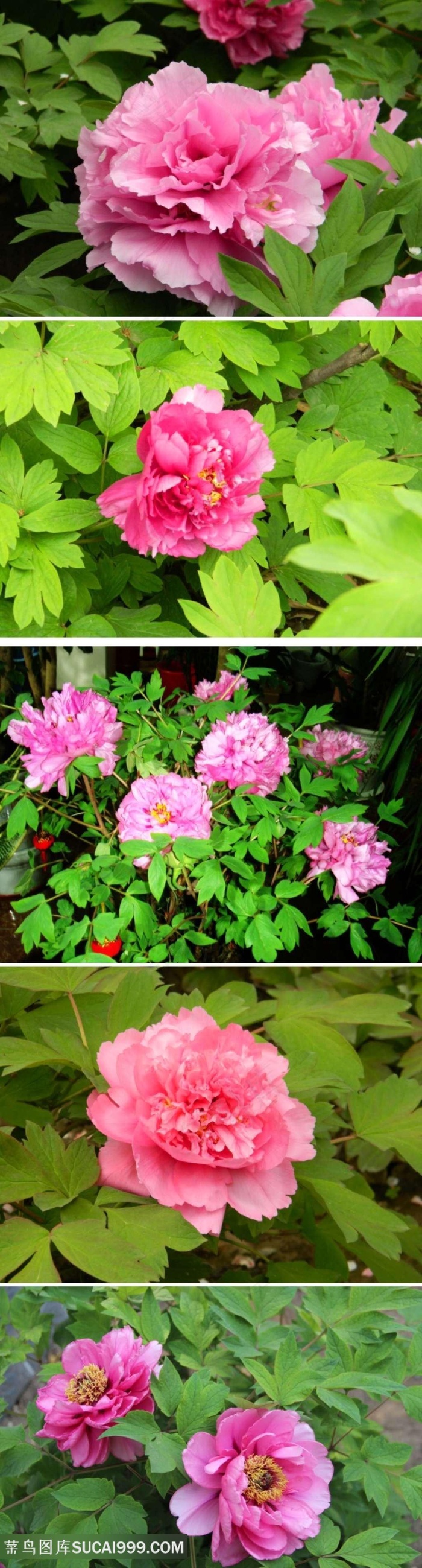 娇艳美丽的牡丹花摄影