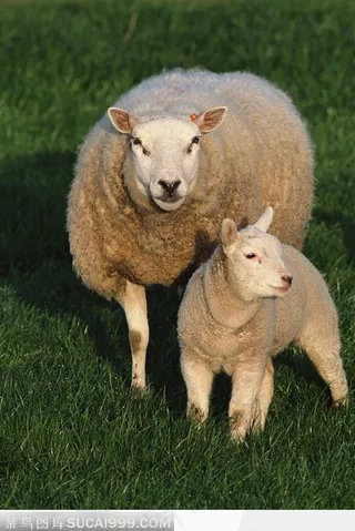 两只祈求食物的绵羊