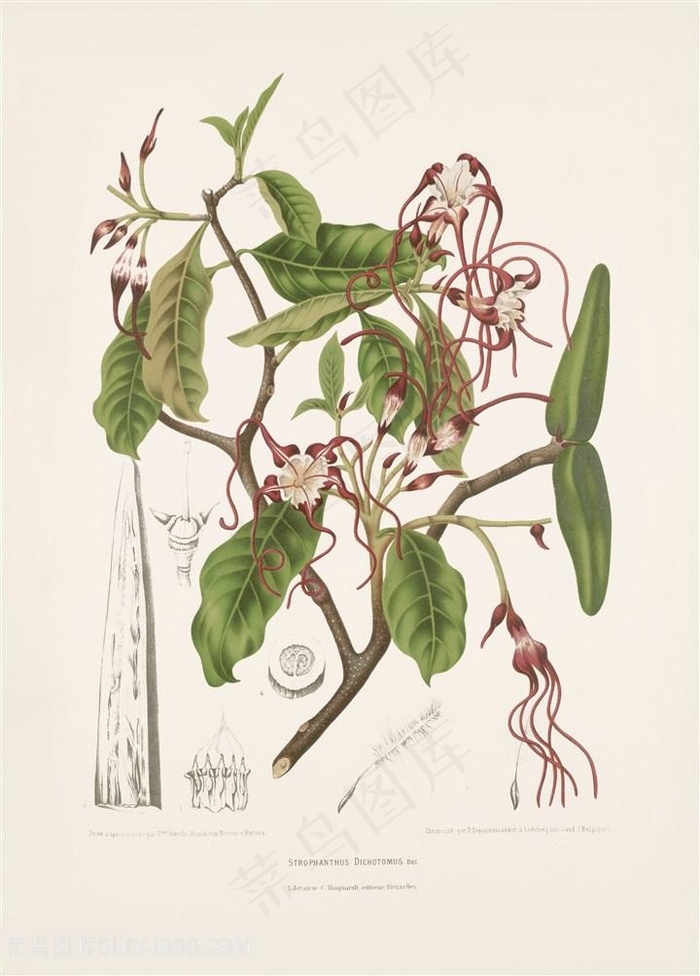 唯美水彩树枝花卉插画