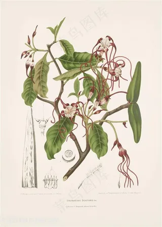 唯美水彩树枝花卉插画