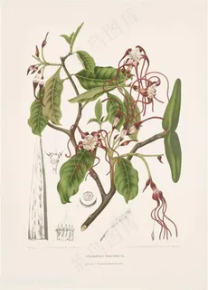 唯美水彩树枝花卉插画 唯美水彩树枝花卉插画