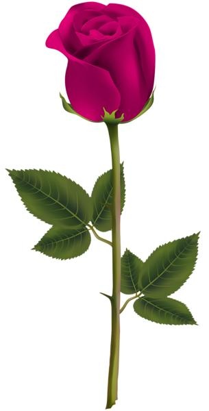 玫瑰 PNG免抠(305x600)