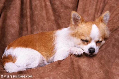 小型犬-趴着睡着的狗狗