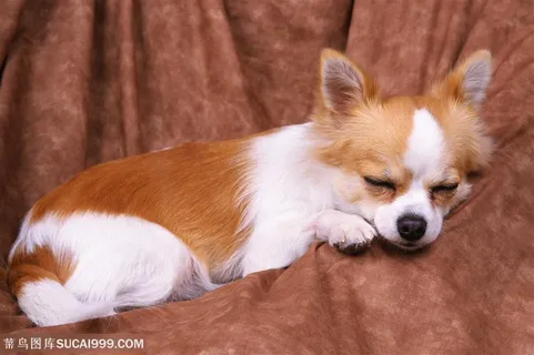 小型犬-趴着睡着的狗狗 小型犬-趴着睡着的狗狗