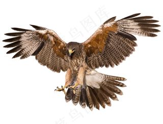 展翅的雄鹰正面高清图片