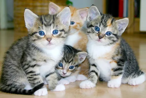 可爱虎斑猫图片