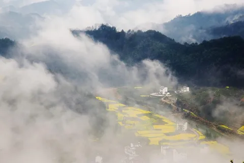 安徽石潭油菜花风景图片-第4张 安徽石潭油菜花风景图片-第4张