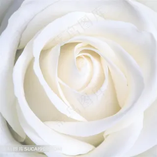 精美白色玫瑰花图片下载 精美白色玫瑰花图片下载