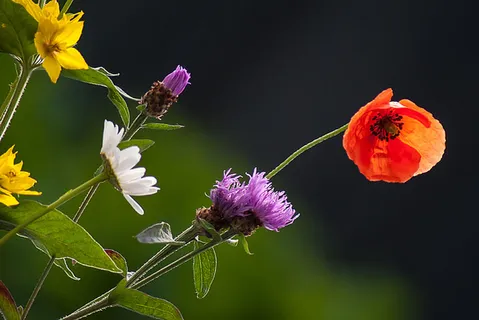 花朵 花束 植物 素材 (185) 花朵 花束 植物 素材 (185)