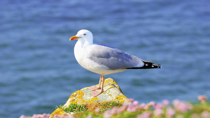 鸽子在海边