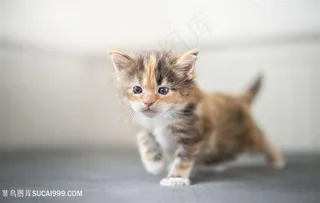 超萌小奶花猫摄影图片