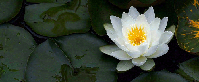 夏天荷花池荷叶白荷花睡莲特写，夏至小暑大暑摄影图