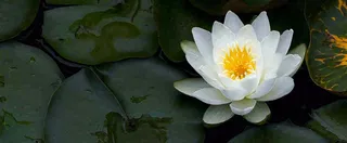 夏天荷花池荷叶白荷花睡莲特写，夏至小暑大暑摄影图