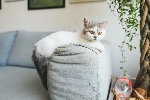 呆萌小猫可爱图片 呆萌小猫可爱图片