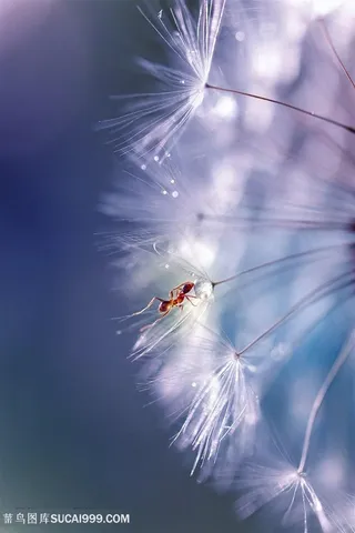 高清昆虫蒲公英唯美鲜花图片