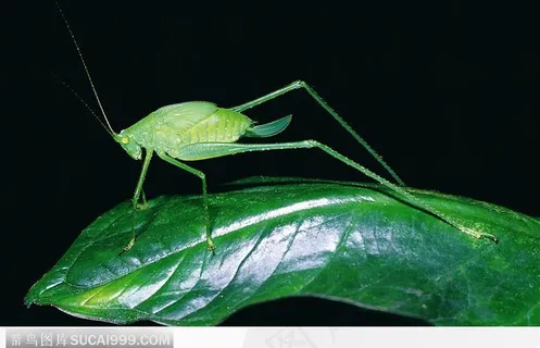 蝗虫（蝗虫仔）