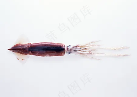 水生物 282 水生物 282