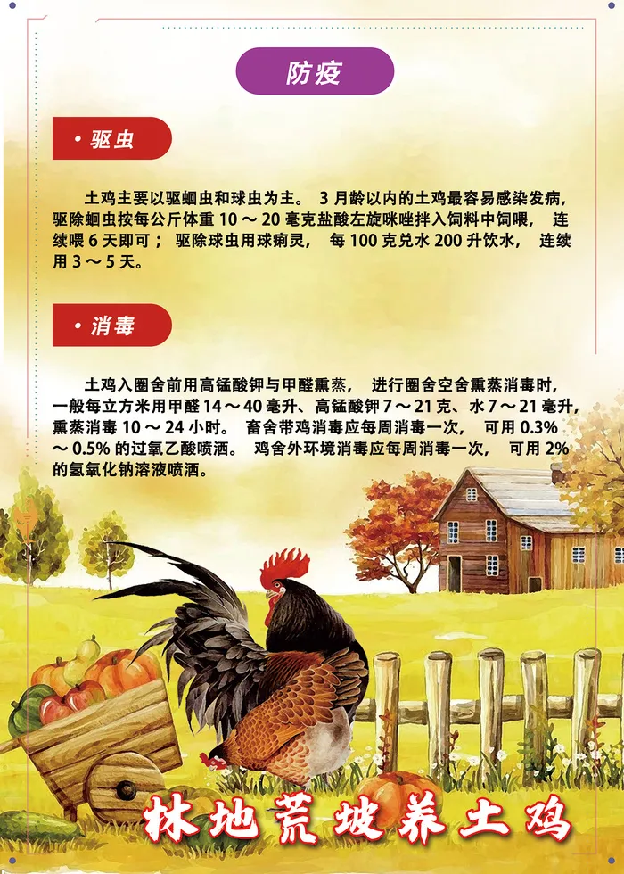 林地荒坡养土鸡管理技术海报psd模版下载