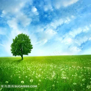 高清草地天空大树图片下载