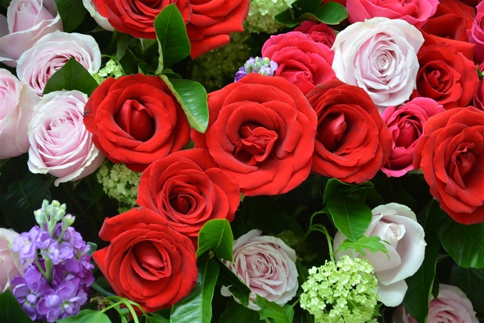 玫瑰花情人节花朵